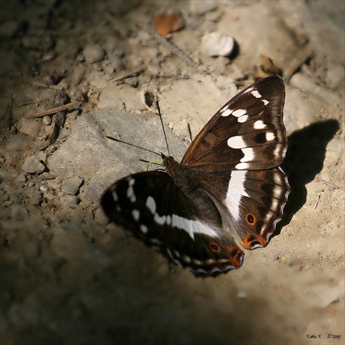 motýliková 3