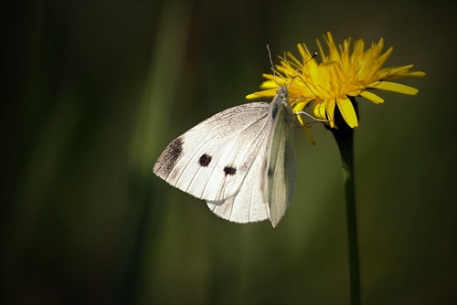 motýlia siesta