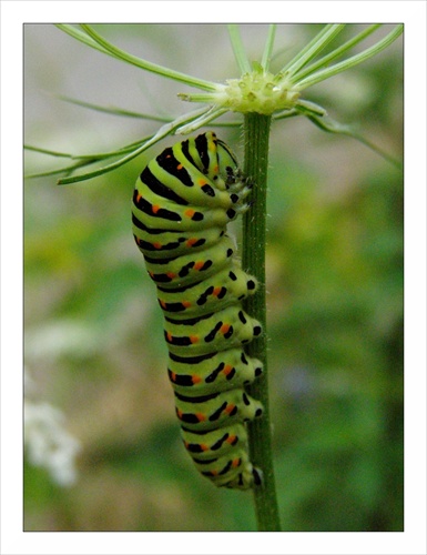 Papilio machaon - vidlochvost feniklový - larva
