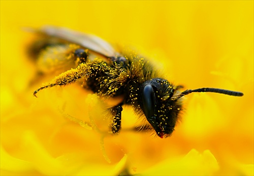 včela medonosná V.
