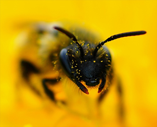 včela medonosná VI.