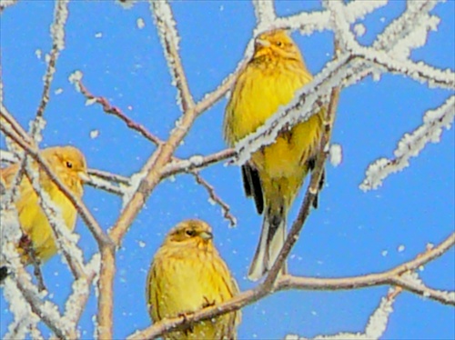 žlté vtáčiky