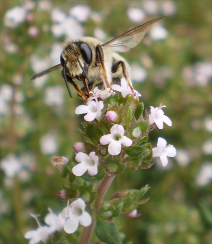 Včela na tymiáne 2