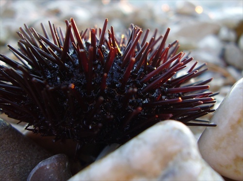 Dubrovník - morský ježko