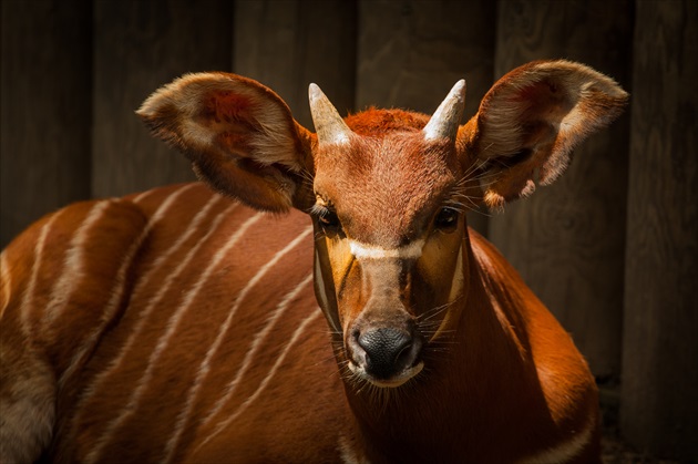 african bongo antelope