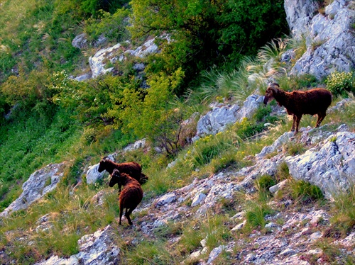 horské kozy