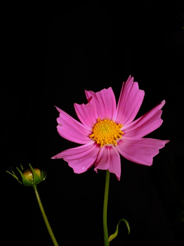 Kvet