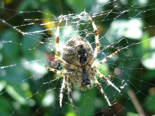 Pavúčik cca.1,5cm