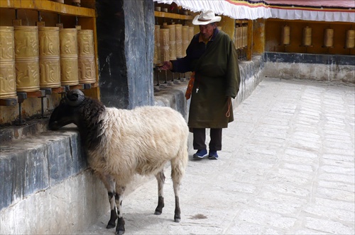 na jednej kore v Tibete