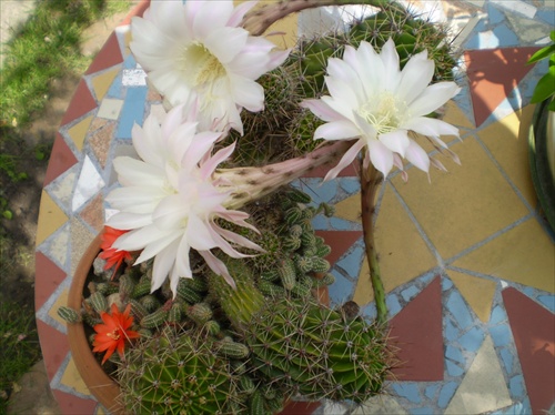kvety kaktusu