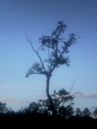 osamelý strom