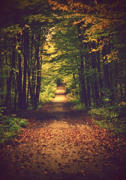 jesenným lesom...