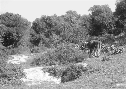 Cestou na horu Tábor - sme uvideli kravu... , Izrael