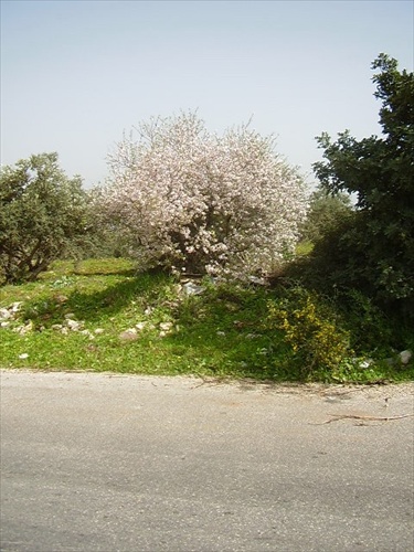 Cestou z Tábora, izrael
