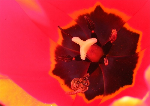Jarná tulipánová....