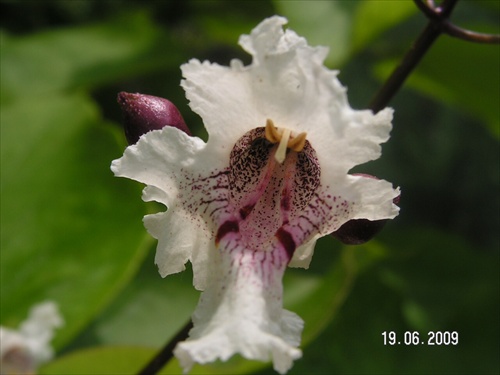 katalpa-kvet