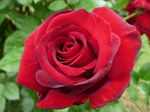 Ruža červená zamatová