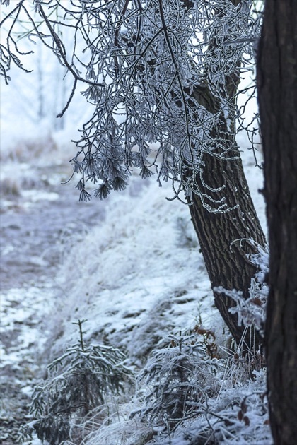 zimná spoza stromu