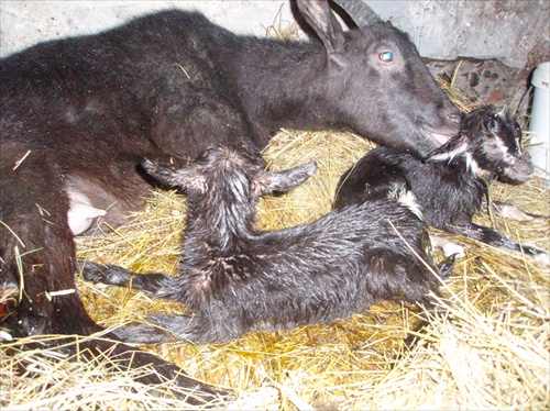 kozliatka-novorodenci