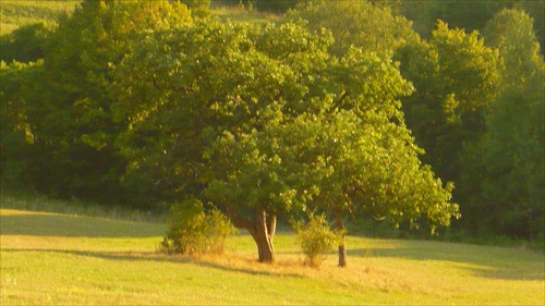 Strom na luke
