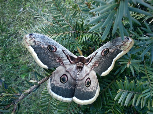 Obrovský motýľ