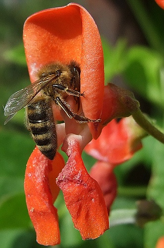 Včielka 2