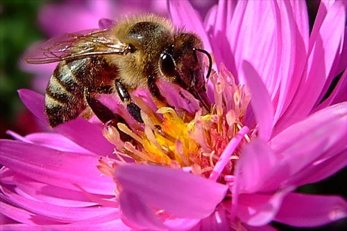 Včielka 3