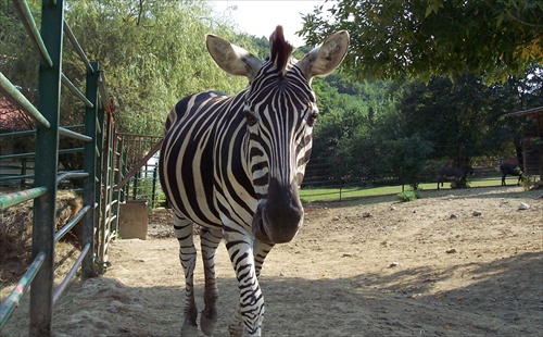 zebra II