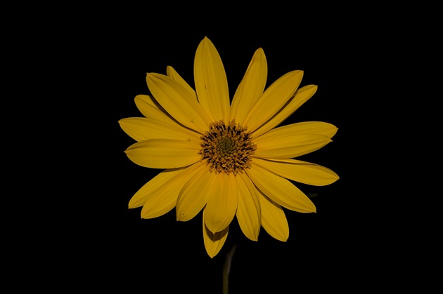 květinka v noci