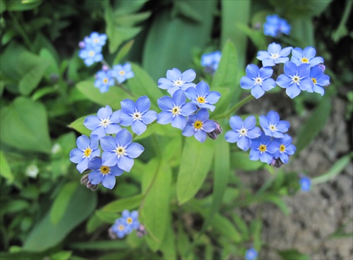 modré malé kvety