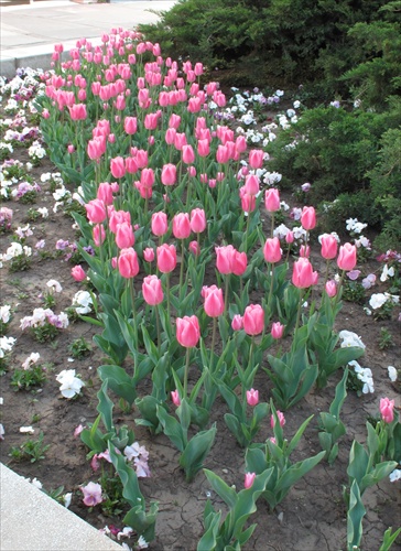 tulipány pz