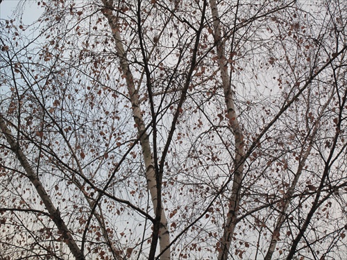 breza konáre a listy