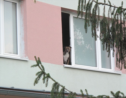 pes v okne 1