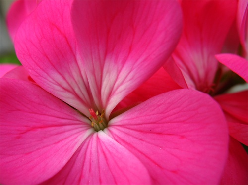 Rúžový kvet