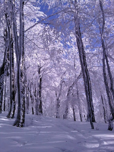 Frozen trees III.