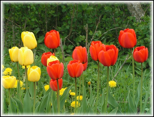 Naše tulipány