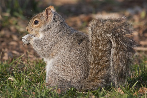 Vevericka v Shabbona Parku.