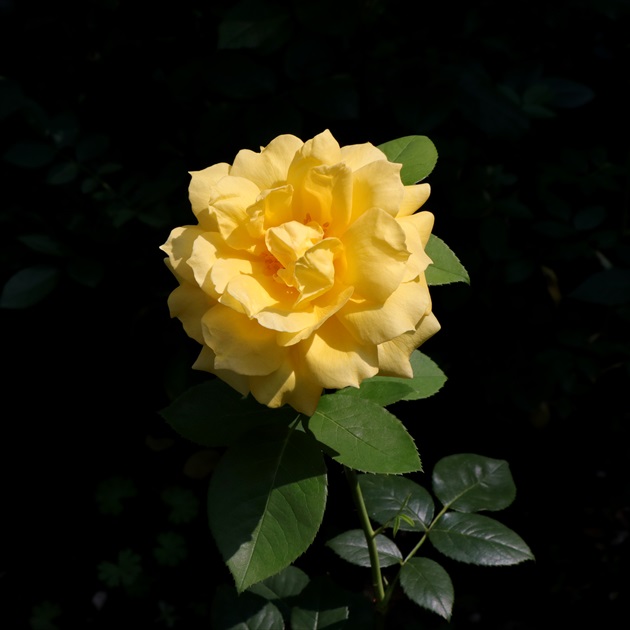 ruža zaliata slnkom