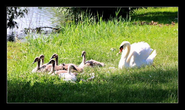 Pohoda labutej rodiny na brehu jazera