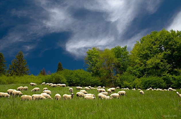 Ovce moje ovce 4