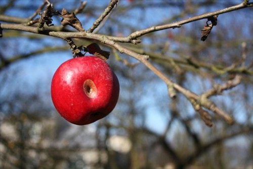 Novembrove jablcko