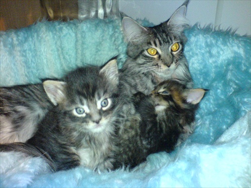 Minnie a jej mačiatka