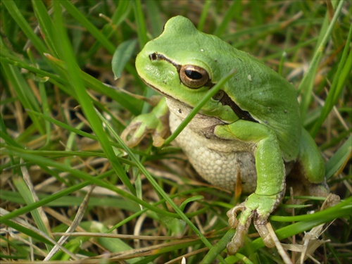 zelená....žaba
