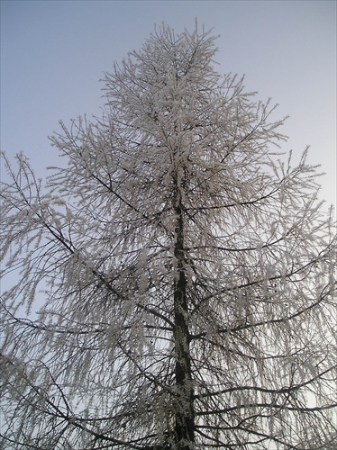 Biely stromček