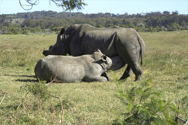 Biely nosorožec - White rhino