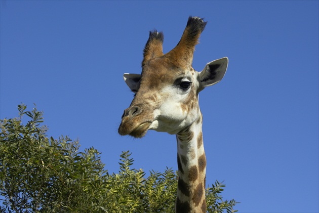 Žirafa-giraffe