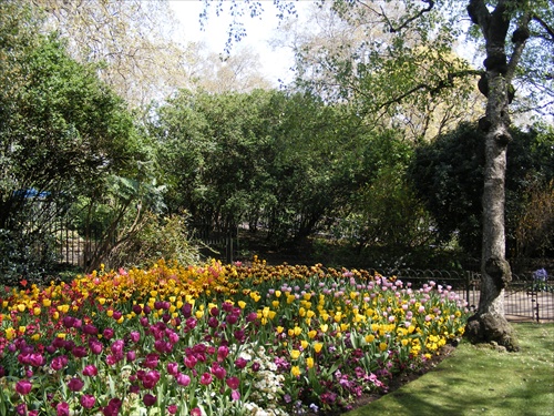 St. James park in London_tulips