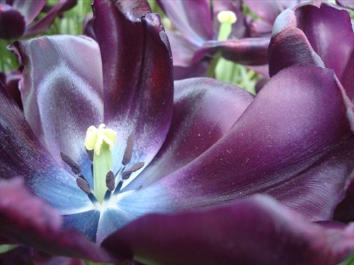 čierny tulipán