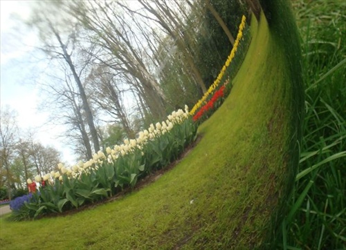 tulipány v guli :)