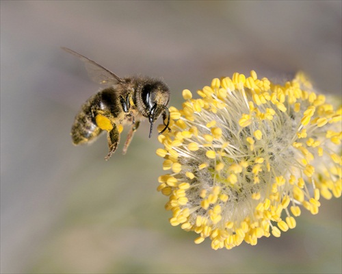 zo života včely